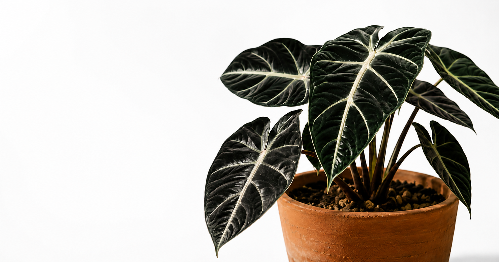 Alocasia of the Month